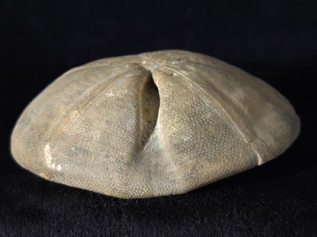 Clypeus ploti (LESKE 1778) - Bild © FossNet FossilienStore